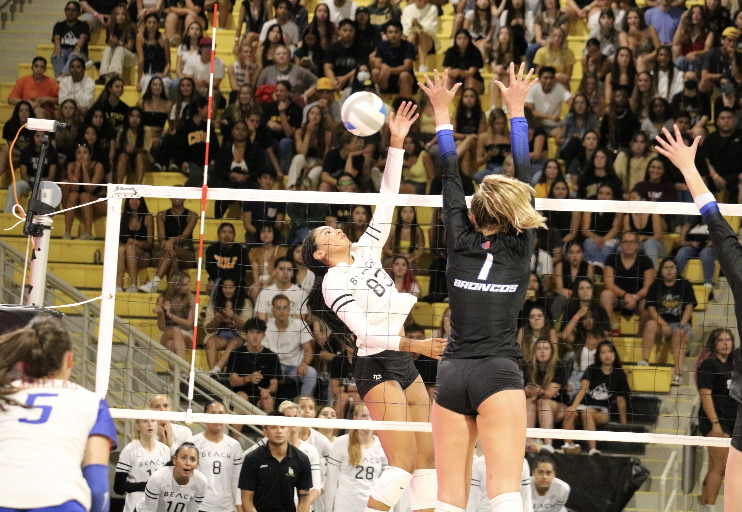 Long Beach State Women s Volleyball Sweep Notre Dame BVM Sports